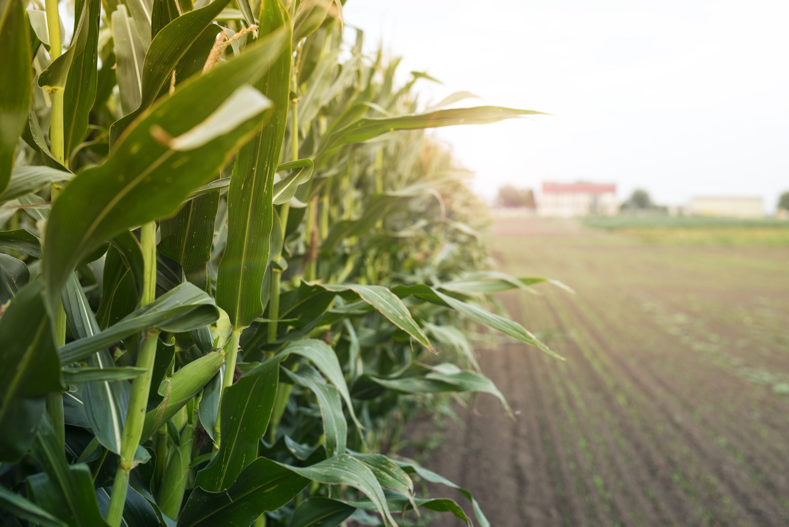 Corn field at sunset